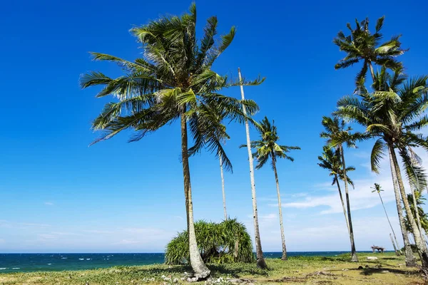 Kokospalm onder fel zonlicht en winderige dag in de buurt van het strand. — Stockfoto