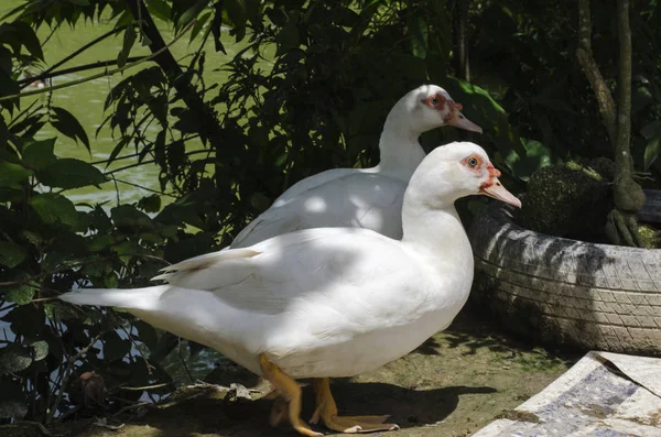 Beyaz ördek gölet güneşli gün yakın: