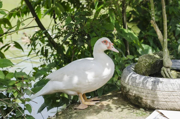 Blanco lindo pato de pie el estanque bajo la luz del sol brillante en soleado —  Fotos de Stock