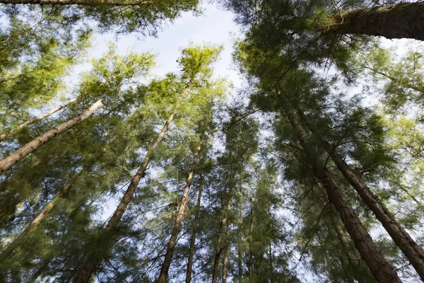 Deniz meşe ağacı orman solucan göz görünümü konsepti ile altından ararken. Seçici odak doku vurdu gövde üzerinde.