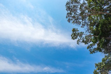 kırpılmış resim, ağaç ve mavi gökyüzü arka plan