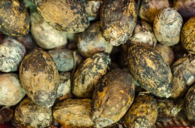 Kurutulmuş ham tembul veya areca somun