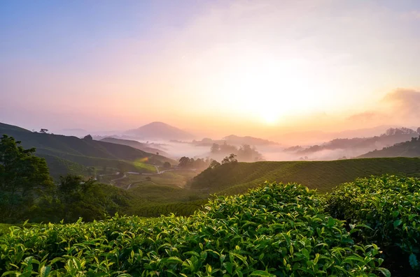 Cameron Highland gündoğumu loacated Malezya, soğuk hava ve çay plantasyon ile popüler toplayan çarpıcı