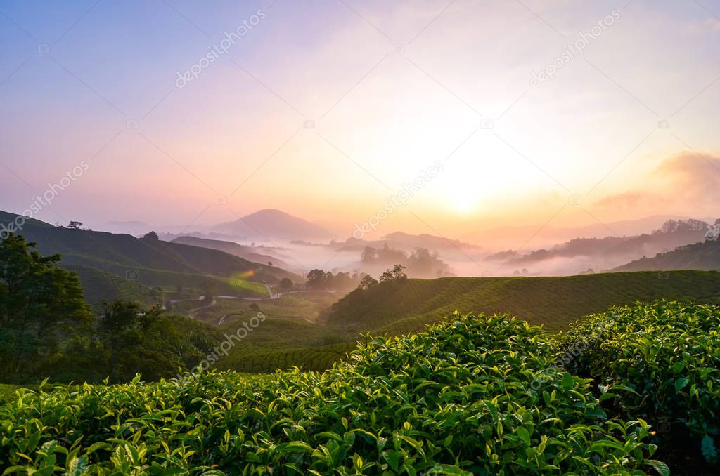 Stunning scenery of Cameron Highland sunrise loacated in Malaysia, popular with cold weather and tea plantation