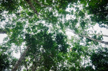 Lateks kauçuk ağacı doğal kauçuk sanayi için elde görüntüsü kadar kapalı