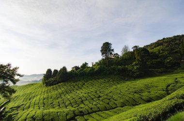 Doğal çay plantasyon görünümünde sabah Cameron Highland Malezya