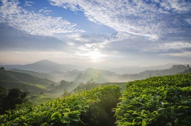 Cameron Highland, Malezya yer gündoğumu sırasında çay çiftliğinde güzel sahne