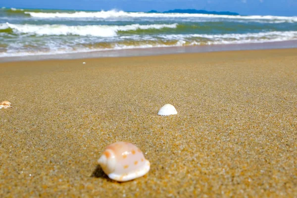 Schöne Meereslandschaft, Muschel am Sandstrand und weiche Welle unter wolkenlosem blauen Himmel Hintergrund. Selektive Fokusaufnahme — Stockfoto