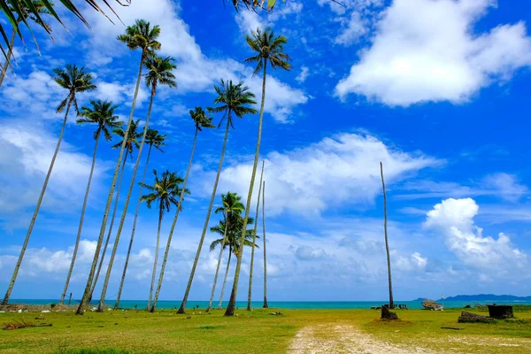 Coconut tree and beautiful nature at sunny day with cloudy blue sky background near the beach. — Stock Photo, Image