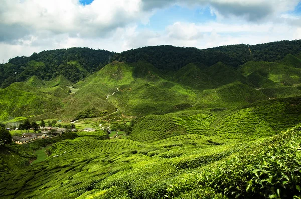 Vista panoramica sulla piantagione di tè al mattino a Cameron Highland Malaysia — Foto Stock