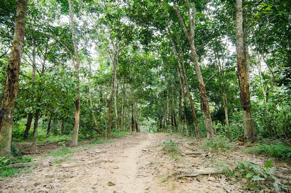 Natural rubber industry, rubber plantation at day light — Stock Photo, Image
