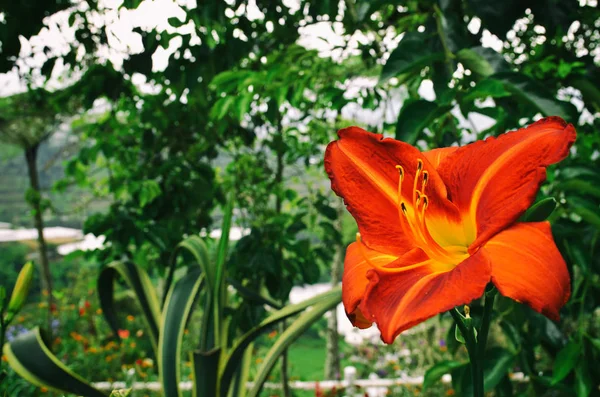 Piękny kwiat dzikiego w natura ogród — Zdjęcie stockowe