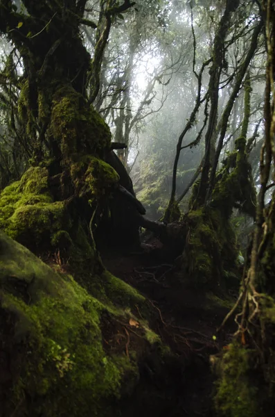 Floresta mística musgosa, localizada em Highland Cameron, Malásia. — Fotografia de Stock