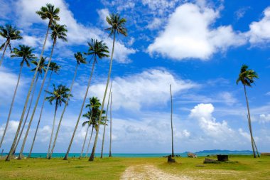 Hindistan cevizi ağacı ve plaja yakın bulutlu gökyüzü mavi arka plan ile güneşli gün güzel doğa