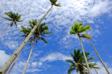 Hindistan cevizi ağacı ve plaja yakın bulutlu gökyüzü mavi arka plan ile güneşli gün güzel doğa