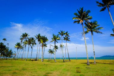 Hindistan cevizi ağacı güneşli gün bulutlu gökyüzü mavi arka plan ile güzel deniz manzarası  