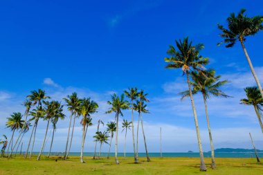 Hindistan cevizi ağacı ve plaja yakın bulutlu gökyüzü mavi arka plan ile güneşli gün güzel doğa