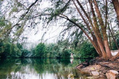 Güzel doğa, yansıma göl ve Casuarina bitki park beach oteller