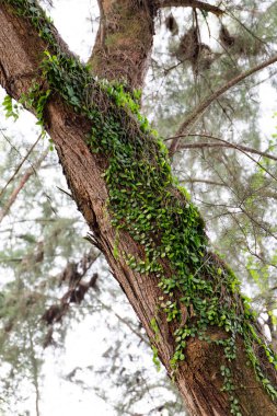 Casuarina ağacı doğal dokusuna kadar kapalı