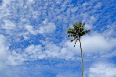 Güzel tropikal sahne, bulutlu ve mavi gökyüzü arka plan üzerine Hindistan cevizi ağacı