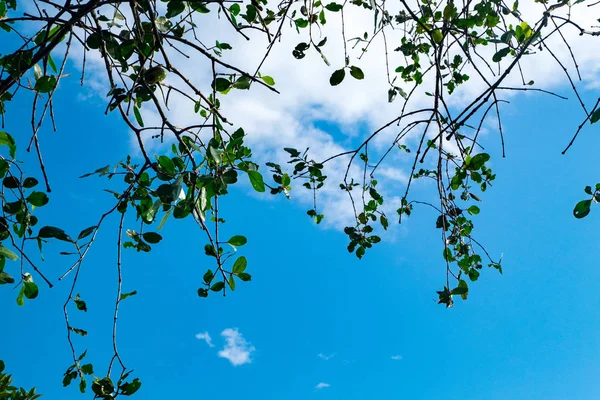 Hermosa naturaleza, cerró la imagen de las hojas sobre el fondo del cielo azul en el día soleado — Foto de Stock