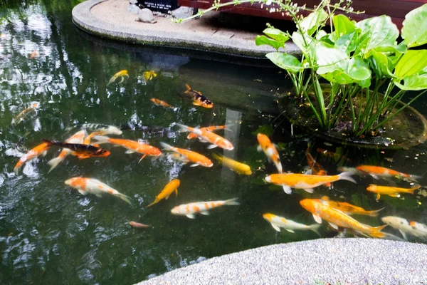 Güzel ve Koi balık çeşitleri