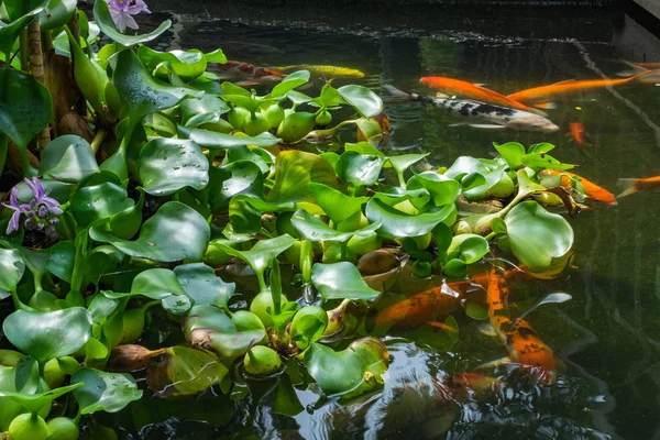 美しく、池の鯉の品種 — ストック写真