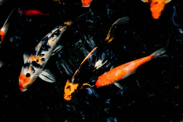 Imagen abstracta, hermosa y variedades de peces koi en el estanque —  Fotos de Stock