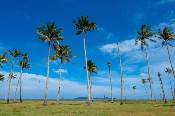 Coqueiro e bela natureza no dia ensolarado com fundo azul céu nublado perto da praia — Fotografia de Stock