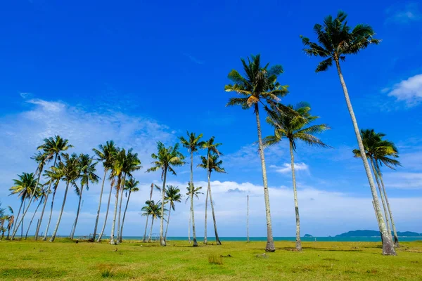Kokosnoot boom en zonnige dag met bewolkte blauwe hemelachtergrond en de mooie natuur in de buurt van de beach.selective-focus shot — Stockfoto