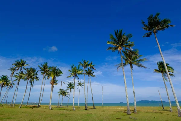 Красивый морской пейзаж с кокосовым деревом в солнечный день на фоне облачно-голубого неба — стоковое фото