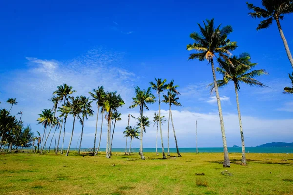 Hindistan cevizi ağacı güneşli gün bulutlu gökyüzü mavi arka plan ile güzel deniz manzarası  