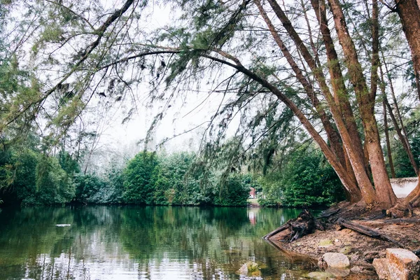 Güzel doğa, yansıma göl ve Casuarina bitki park beach oteller
