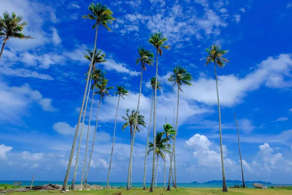 Beau paysage marin avec cocotier à la journée ensoleillée avec fond ciel bleu nuageux — Photo