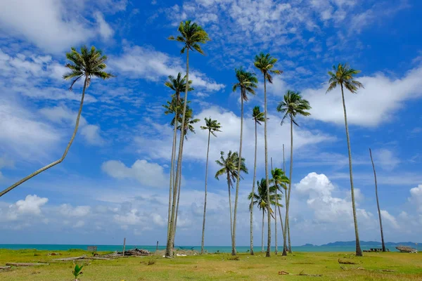 Kokosnoot boom en zonnige dag met bewolkte blauwe hemelachtergrond in de buurt van het strand en de prachtige natuur — Stockfoto