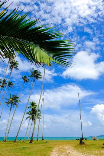Kokosowe drzewo i pięknej przyrody, w słoneczny dzień z pochmurnego nieba niebieskim tle w pobliżu plaży — Zdjęcie stockowe