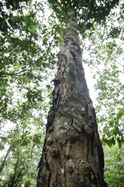 güneşli gün ovucu ağaç gölgelik altında