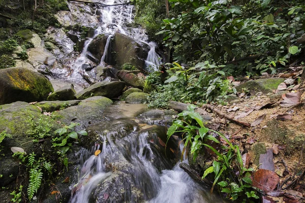 güzel doğa, tropik şelale akışı ve yeşil orman