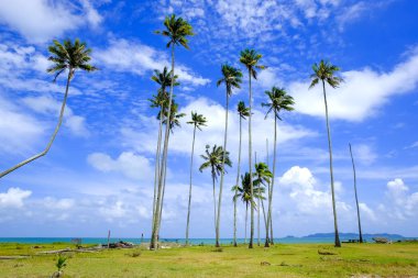 Hindistan cevizi ağacı ve güneşli gün bulutlu gökyüzü mavi arka plan ile güzel doğa vurdu beach.selective odak yakın: