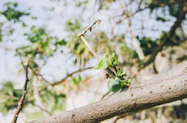 Brote cerrado, ramas con brotes verdes en el día soleado —  Fotos de Stock