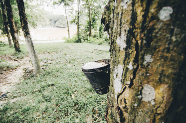 Closed up and selective focus image of latex extracted from rubber tree for natural rubber industries