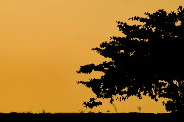 シルエット画像の背景、日の出中に単一のツリー. — ストック写真