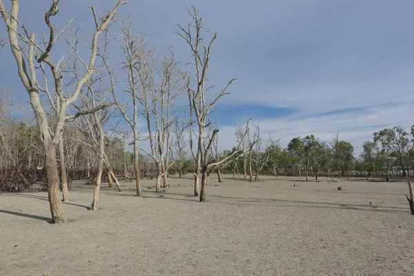 dead mangrove forest under bright sunlight ideal for public awareness and environment