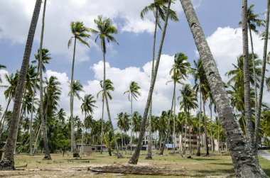 Terengganu, Malaysia.surrounded doğa, plaj ve mavi gökyüzü ile yer alan güzel geleneksel köy