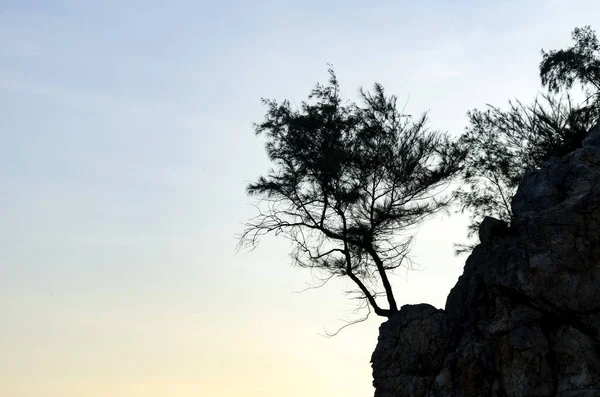 Silhouette single tree on cliff over sunrise — Stock Photo, Image