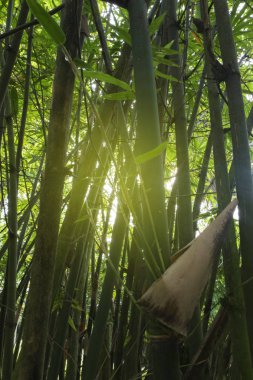 Bambu orman arka plan ışığı parlama ile