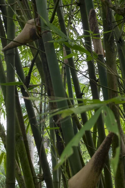 Бамбуковый лес фон с солнечной вспышкой — стоковое фото