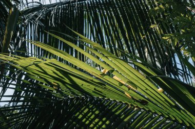 Yeşil Hindistan cevizi yaprakları parlak güneşli bir günde gölgesinde