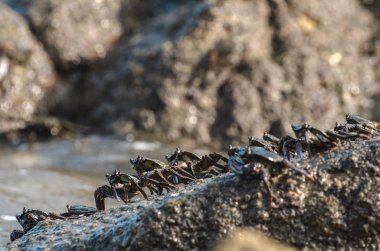 lightfoot yengeçler eş kenar boyunca Pangkor Adası, Malezya bir kaya oluşumu üzerinde grup