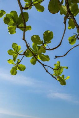 seçici odak çekim yeşil yapraklarda mavi gökyüzü arka plan aydınlatmalı